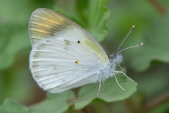 Colotis etrida