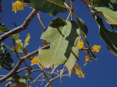 Tabebuia aurea