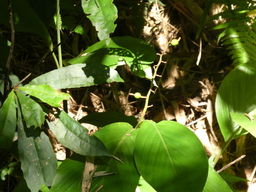 Alpinia chinensis, photograph 1