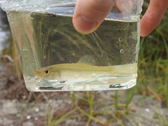 Fundulus seminolis