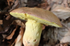 Butyriboletus regius