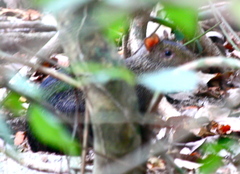 Dasyprocta fuliginosa