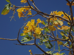 Tabebuia aurea