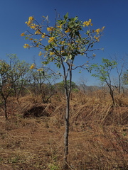 Tabebuia aurea
