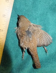 Troglodytes aedon