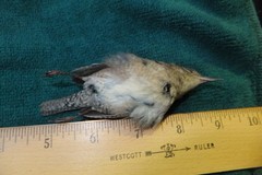 Troglodytes aedon