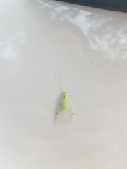 Leucochrysa insularis