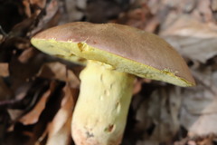 Butyriboletus regius