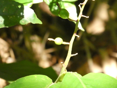 Alpinia chinensis, photograph 2