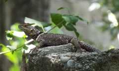 Sceloporus cyanogenys