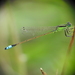 Rambur's Forktail - Photo (c) JeffreyGammon, some rights reserved (CC BY-NC), uploaded by JeffreyGammon
