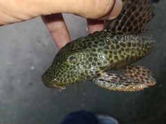 Hypostomus annectens