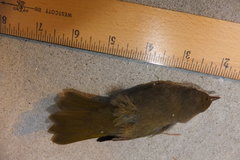 Geothlypis trichas