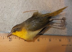 Geothlypis trichas