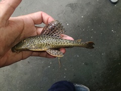 Hypostomus annectens