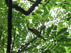 Cinnyris asiaticus