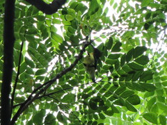 Cinnyris asiaticus