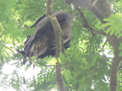 Cinnyris asiaticus