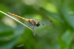 Orthemis ambinigra