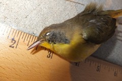 Geothlypis trichas