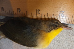 Geothlypis trichas