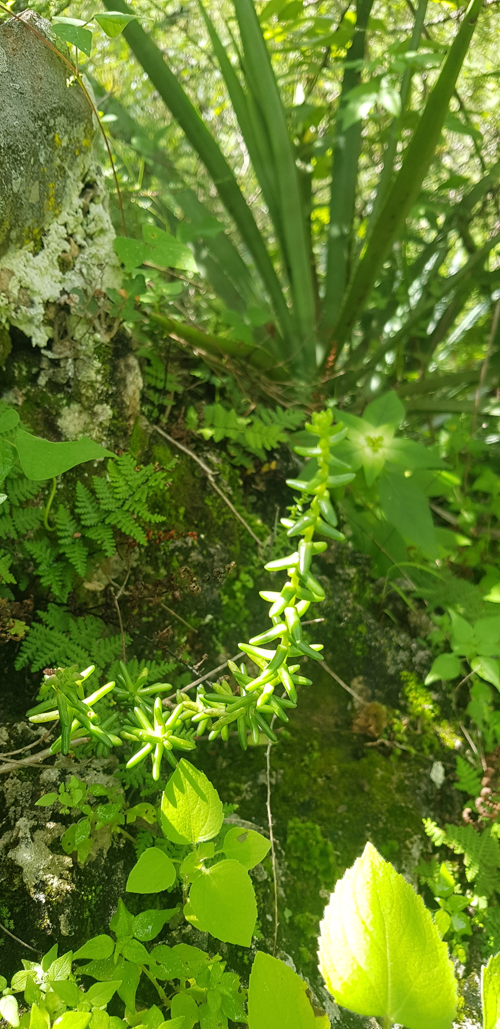 Villadia guatemalensis 3