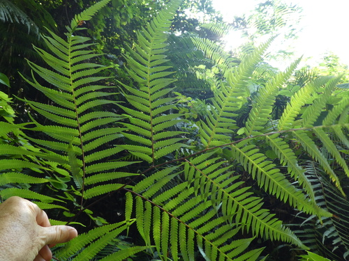 Image of Golden chicken fern by (c) Aaron Liston, some rights reserved (CC BY)