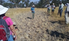 Eryngium spinosepalum