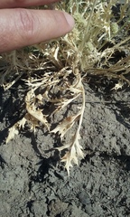 Eryngium spinosepalum