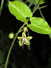 Funastrum lindenianum