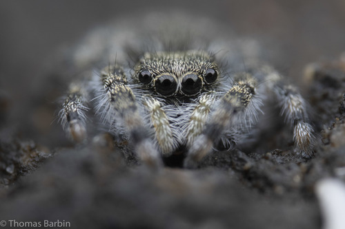 Intertidal Jumping Spider