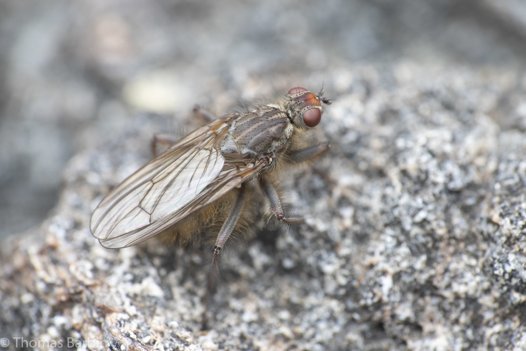 Scathophaga