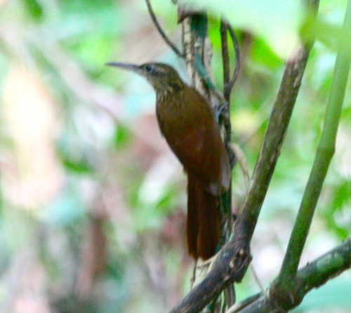 Xiphorhynchus susurrans