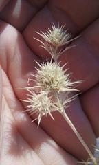 Eryngium spinosepalum