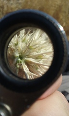 Eryngium spinosepalum