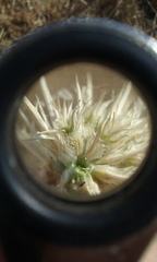 Eryngium spinosepalum