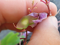 Pterodon emarginatus