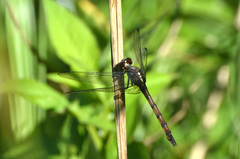 Orthemis ambinigra