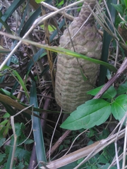 Zamia loddigesii