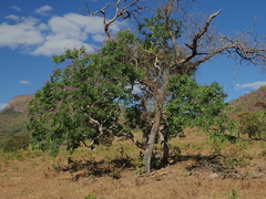 Pterodon emarginatus