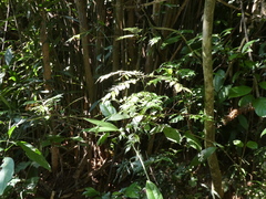 Rourea minor microphylla