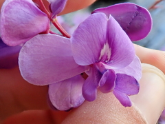 Pterodon emarginatus