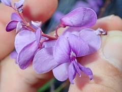 Pterodon emarginatus