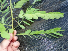 Pterodon emarginatus