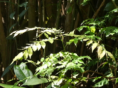 Rourea minor microphylla