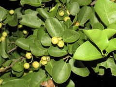 Sarcomphalus amole