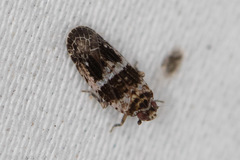 Catonia texana