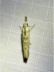 Macrorrhinia endonephele