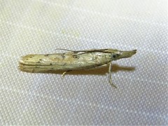 Macrorrhinia endonephele