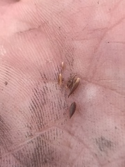 Rhynchospora gracilenta